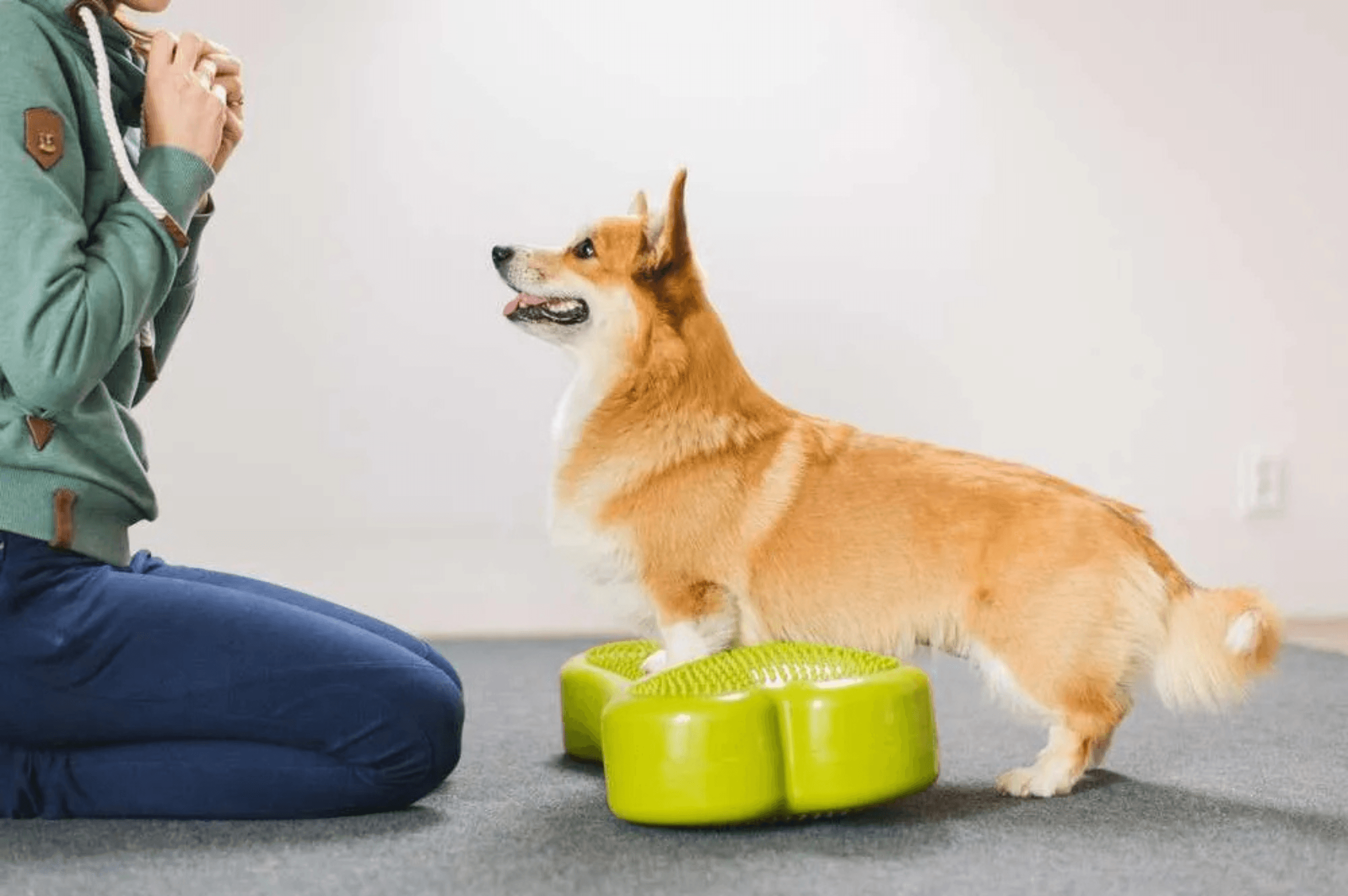 pies u fizjoterapeuty